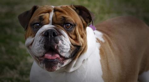  We also believe a bulldog bred for the correct personality is essential to the family unit as well